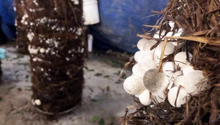 4 Kỹ thuật trồng nấm rơm trong nhà kính hiệu quả